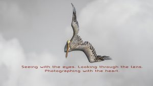 Pelican Home Web Page