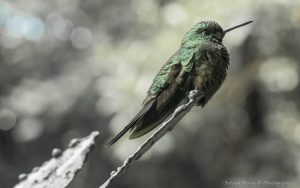 ~ Adaptability ~