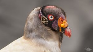 ~ Beauty and the Bird ~