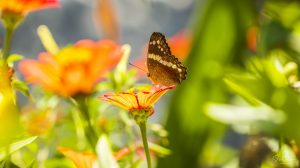 ~ Dinner in the Lighted Garden ~