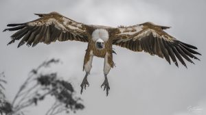 ~ Embrace Wrapped in Feathers ~