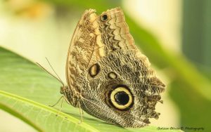 Great Owl-Buho-(Caligo Eurilochus) - 7