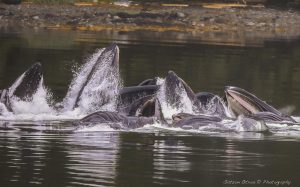 ~ It's All About Sharing ~