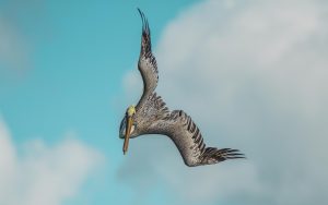 Pelican & Alcatraz 2nd Round BVIs-180