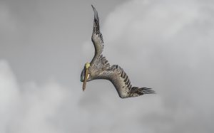 Pelican Home Web Page-1