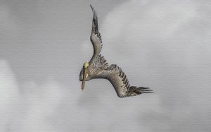 Pelican Home Web Page-2