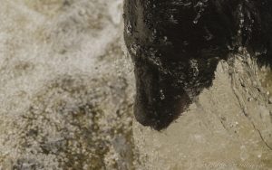 ~ Splash ~