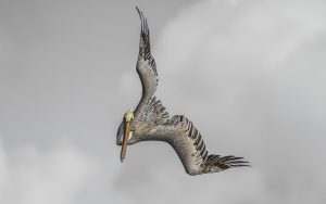 The Pelican Portfolio