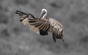 ~ The Pelican Serie-1 ~
