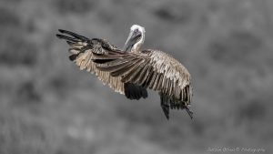 ~ The Pelican Serie-1 ~
