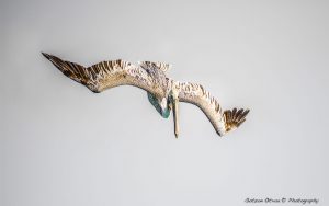~ The Pelican Serie-10 ~