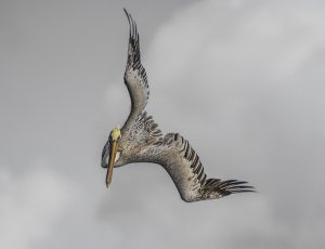 The Pelican Serie-10