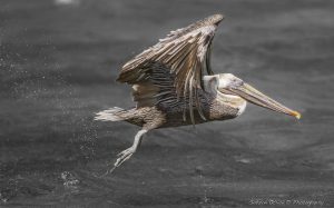 ~ The Pelican Serie-11 ~