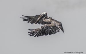~ The Pelican Serie-12 ~