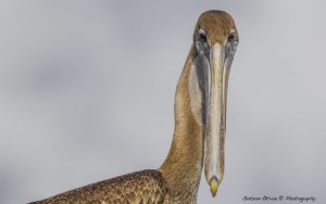 ~ The Pelican Serie-2 ~