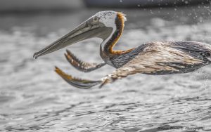 ~ The Pelican Serie-3 ~