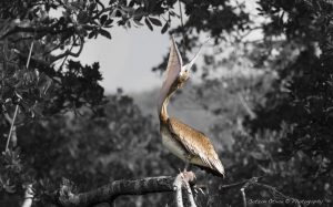 ~ The Pelican Serie-4 ~