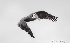 ~ The Pelican Serie-5 ~