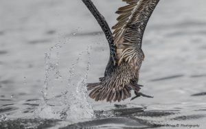 ~ The Pelican Serie-6 ~