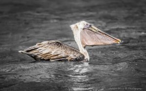 ~ The Pelican Serie-7 ~