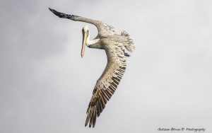 ~ The Pelican Serie-8 ~