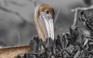 ~ The Pelican Serie-9 ~