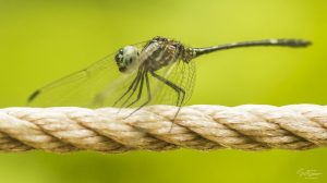 ~ The Ropewalker ~